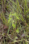 Nettleleaf noseburn